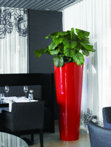 indoor plant in large red pot in the corner of the room