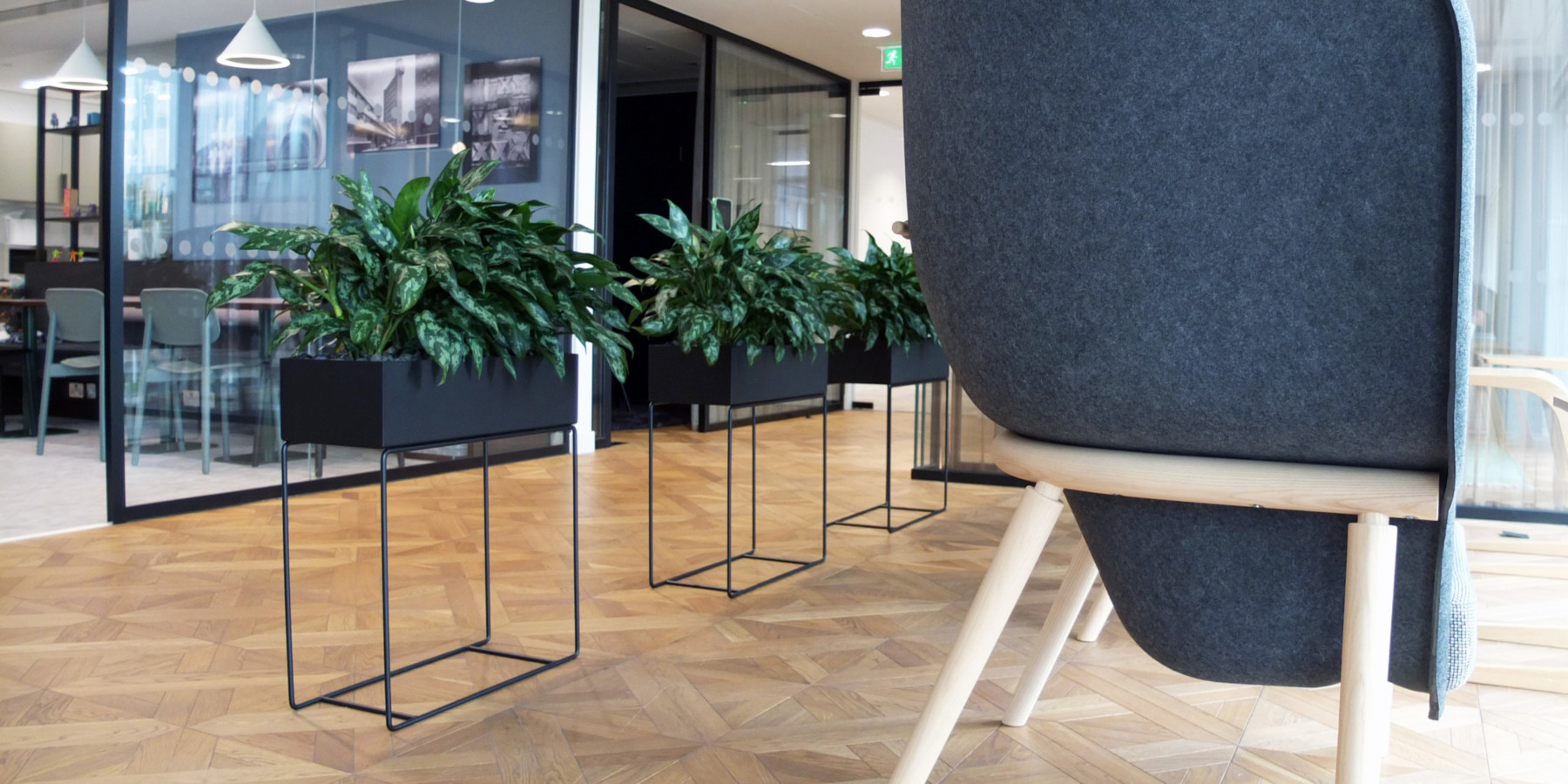 indoor plants displayed in a room