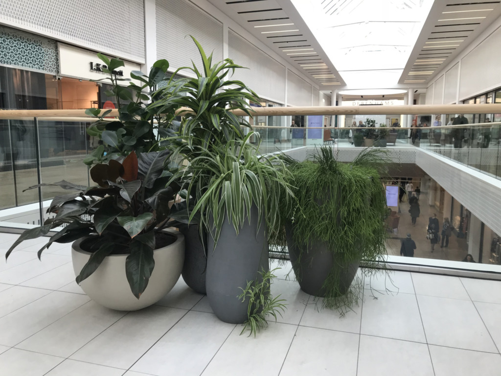 close up of plants in shopping centre