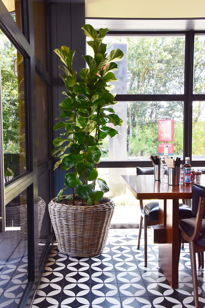 large indoor plant displayed by the window in an eatery