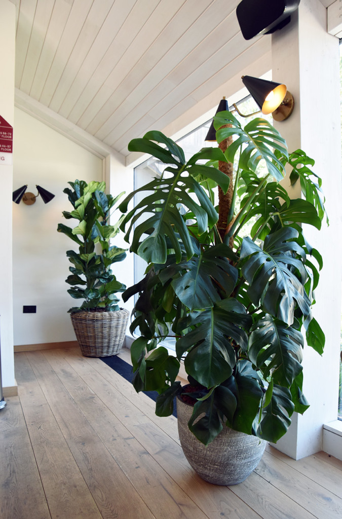 large indoor plants displayed by the window