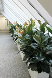 indoor plants lining a room