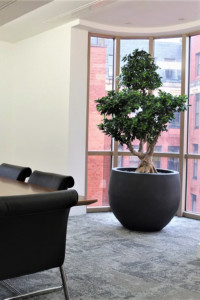 large indoor plant placed by the window