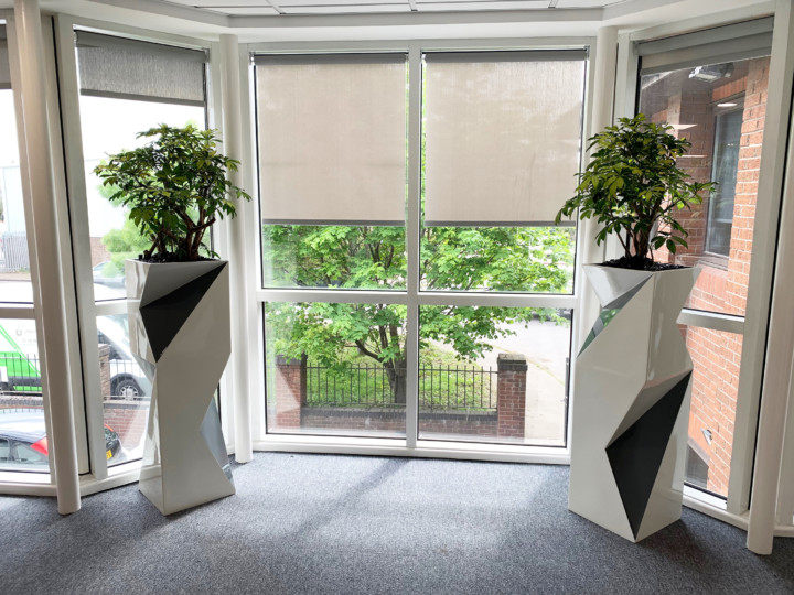 indoor plants in a decorative pot by the window