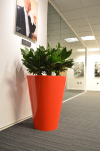 indoor plant in an office area 