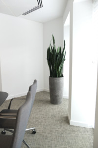 large indoor plant in the corner of a room