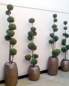 outdoor live plant displayed outside 