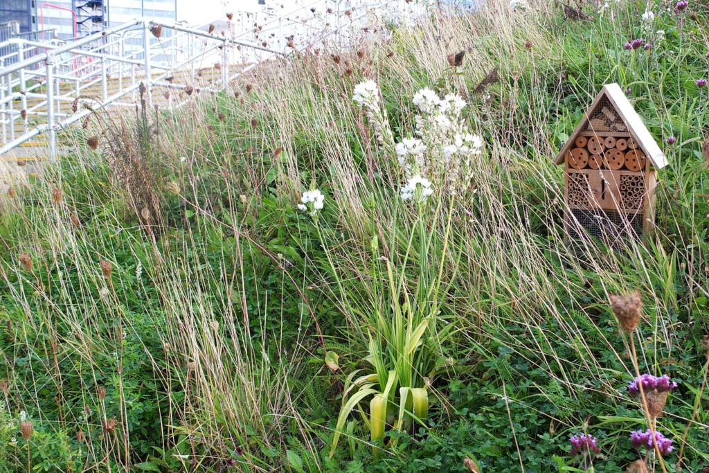 field of plants and flowers with a bird house in the middle of it