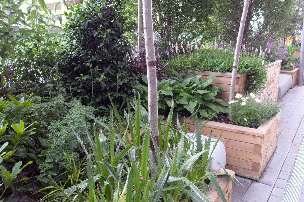 outdoor plants displayed outside