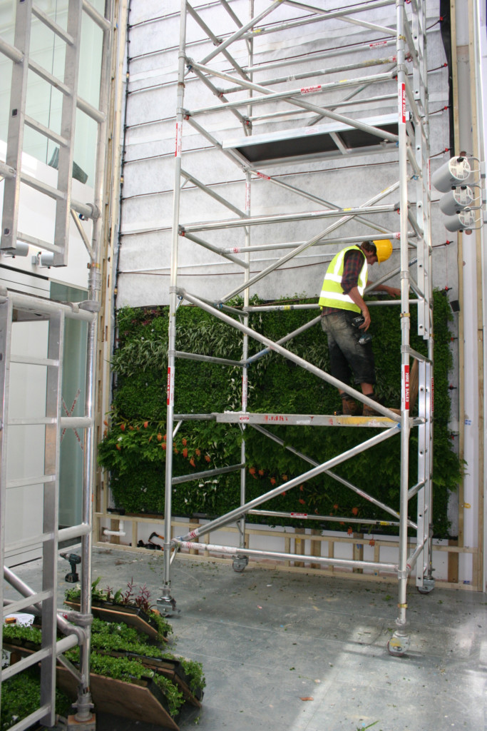 man working on plant wall