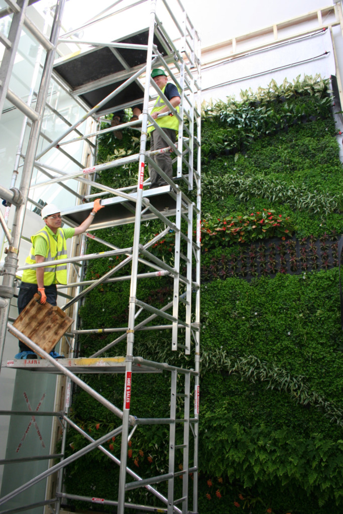 men working on plant wall