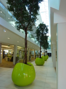 large indoor plants lining a large building