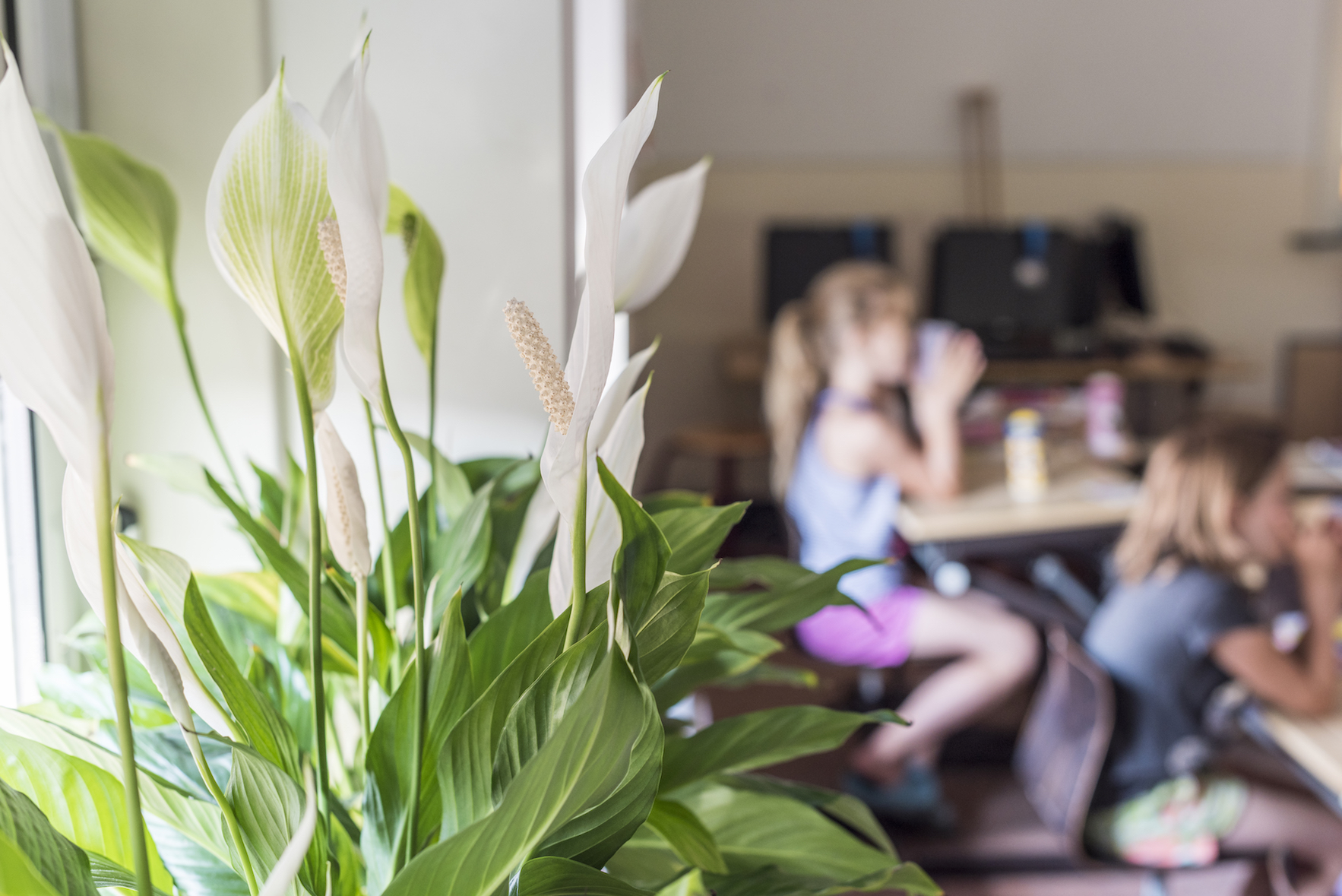 peace lily