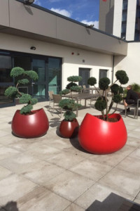 outdoor plants sitting outside in the sun