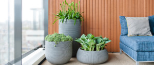 close up of plants in cement pots