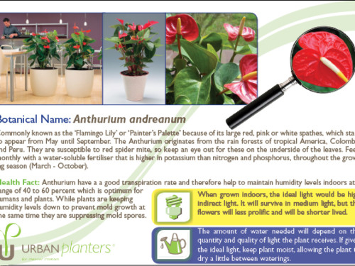 Plant_in_Focus_-_Anthurium_andreanum