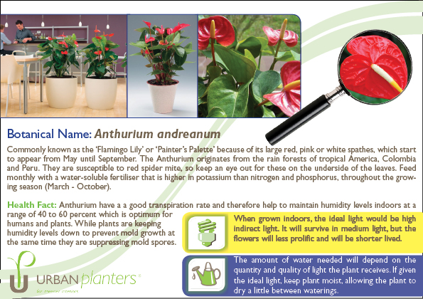 Plant_in_Focus_-_Anthurium_andreanum