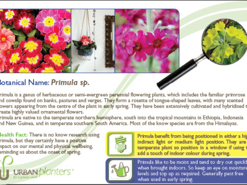 Plant_in_Focus_-_Primula_sp