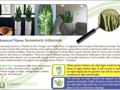 Plant_in_Focus_-_Sansevieria_trifasciata