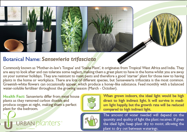 Plant_in_Focus_-_Sansevieria_trifasciata