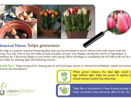 Plant_in_Focus_-_Tulipa_gesneriana