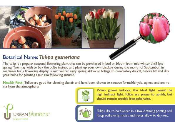 Plant_in_Focus_-_Tulipa_gesneriana