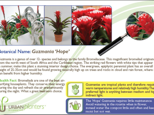 Plant_in_Focus_-_Guzmania_'Hope'