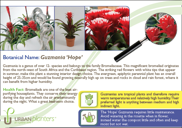 Plant_in_Focus_-_Guzmania_'Hope'