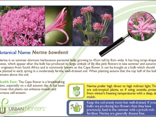 Plant_in_Focus_-_Nerine_bowdenii