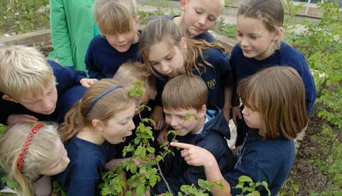 Plants_in_Schools