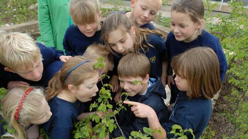 Plants_in_Schools