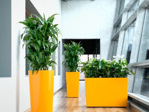 indoor_live_plant_displays