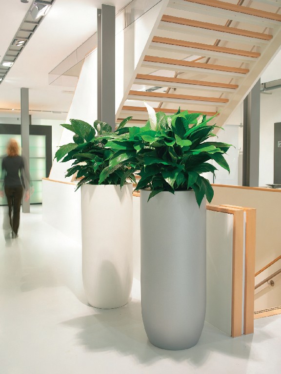 Spathiphyllum_sp._in_a_Top_planter