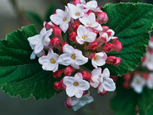 Viburnum_sp.