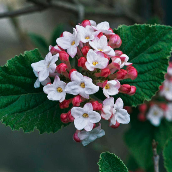 Viburnum_sp.