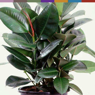 air filtering plants