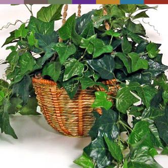 air purifying plants safe for pets