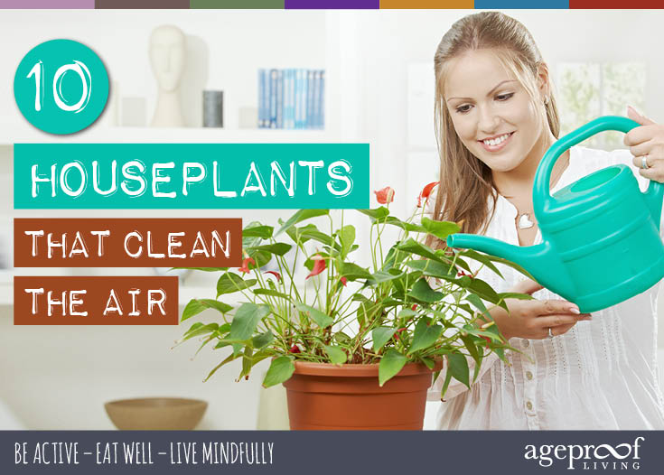 house plants that clean the air