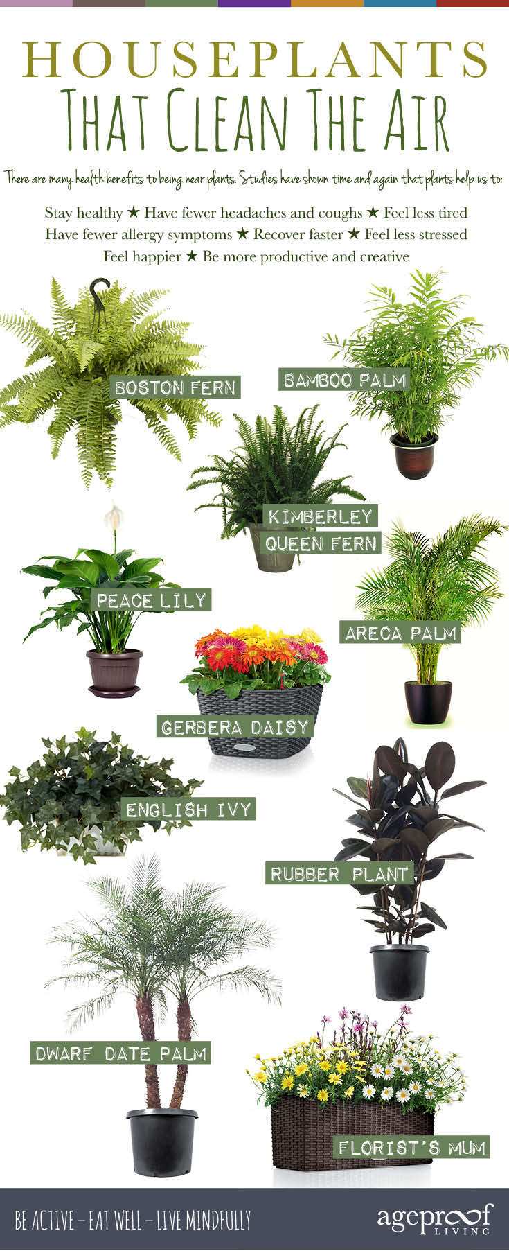 houseplants that clean the air infographic