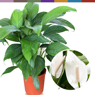 peace lily