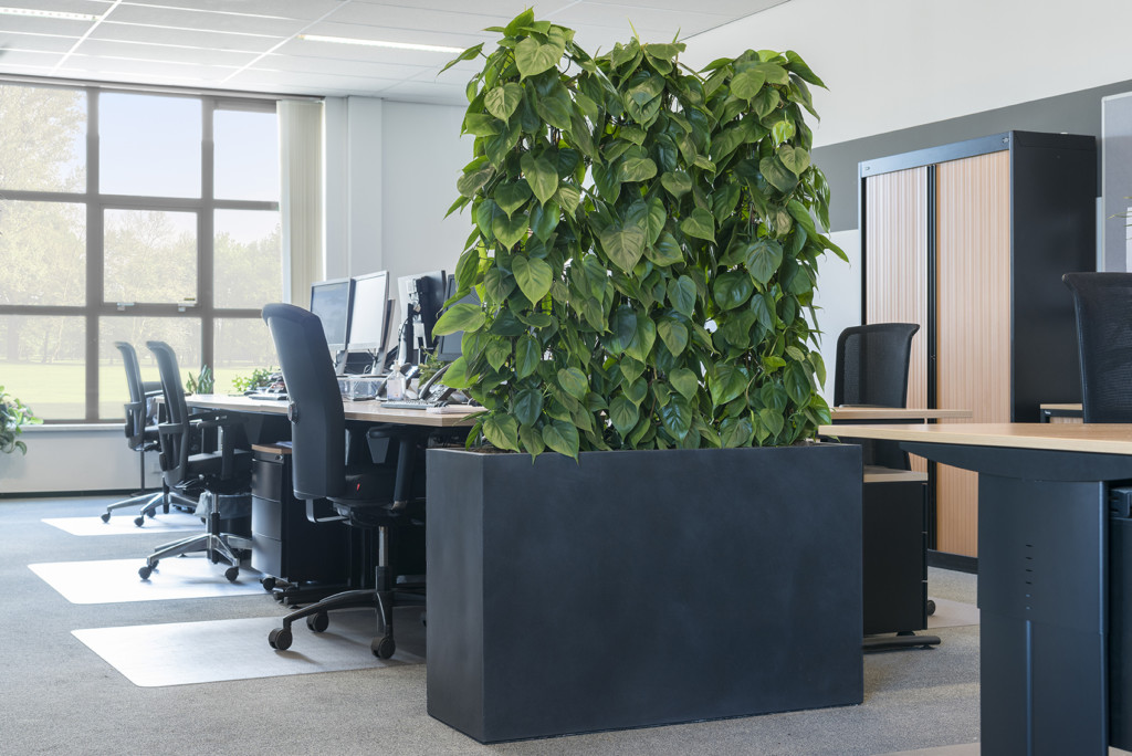 Interior plant in office space