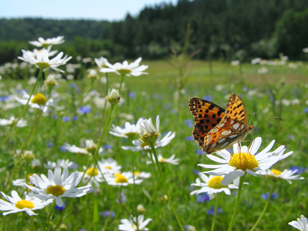 beautiful field with yelllow and white flowers and a butterfly 