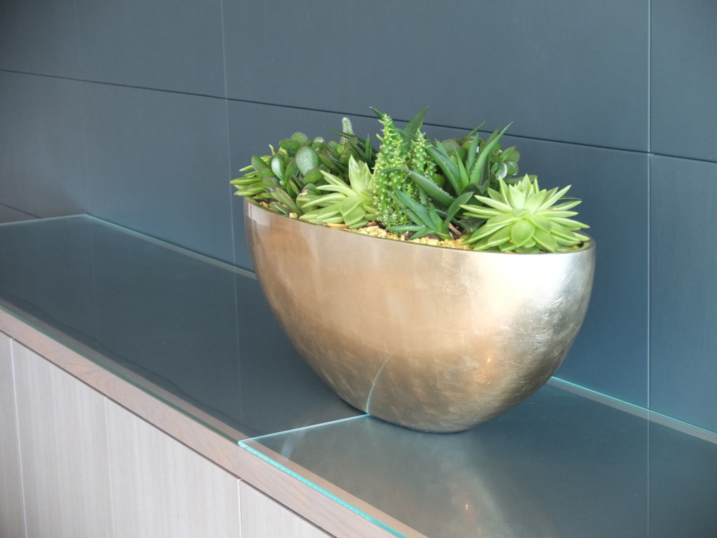 indoor plants in a bowl-like pot