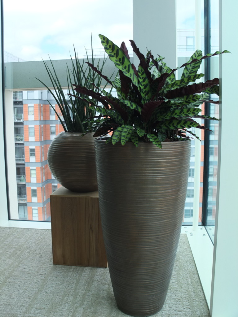 large plants in a corner of glass wall