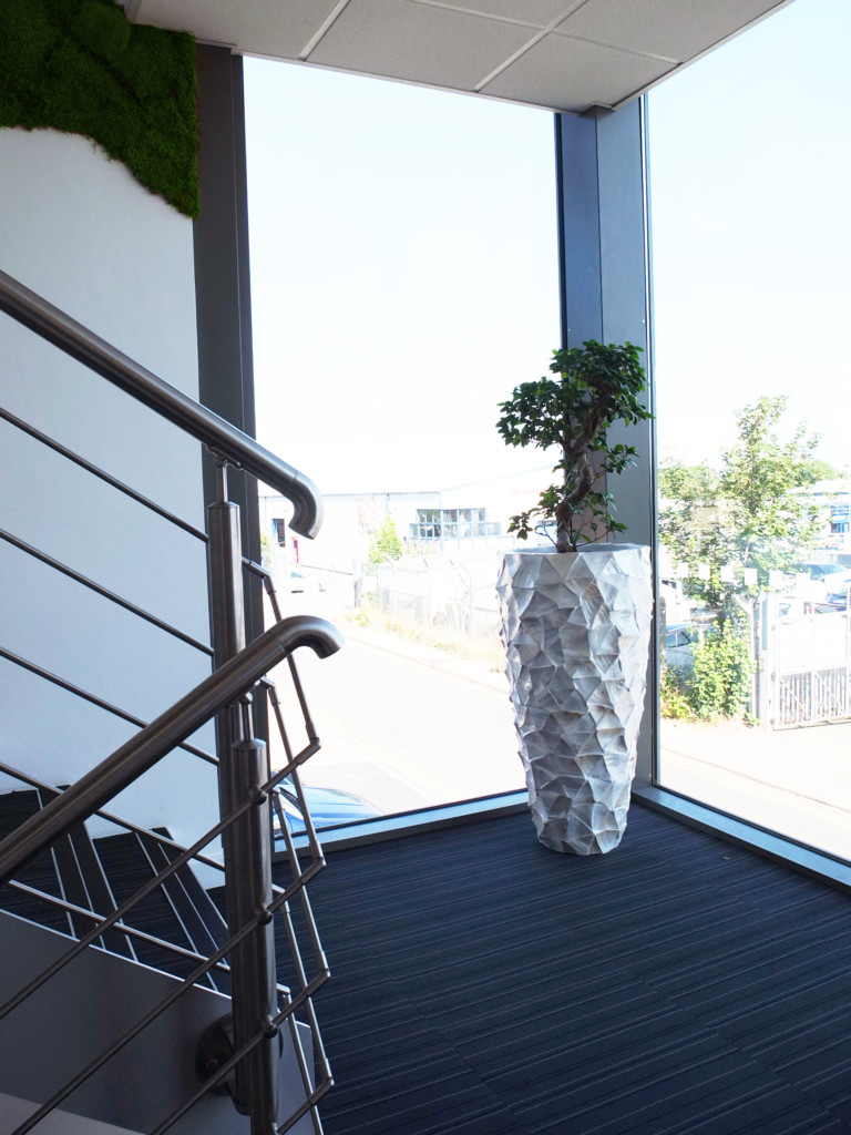 large plant by glass wall 