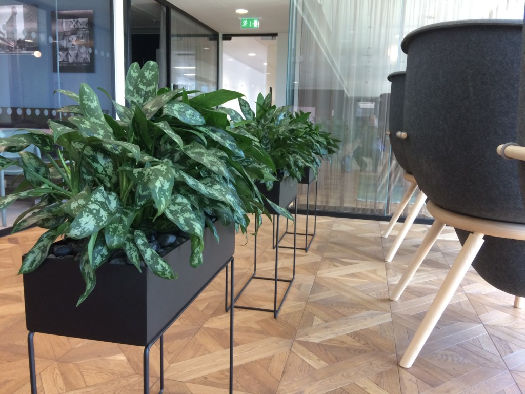 indoor plants behind chairs in an office area