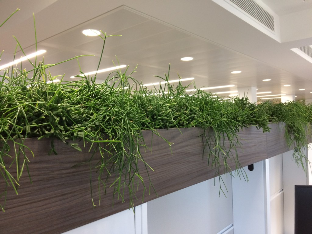 indoor plants displayed in an office