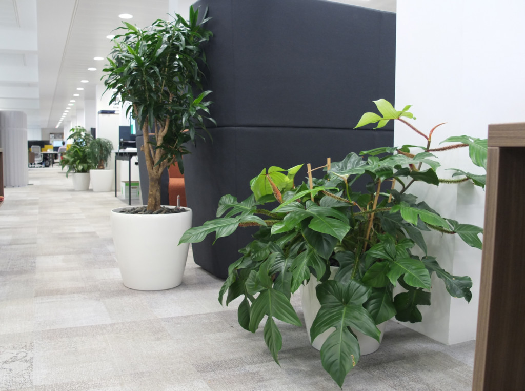 indoor plants surrounding seats in a formal area