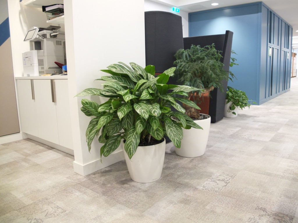 indoor plants surrounding seats in a formal area