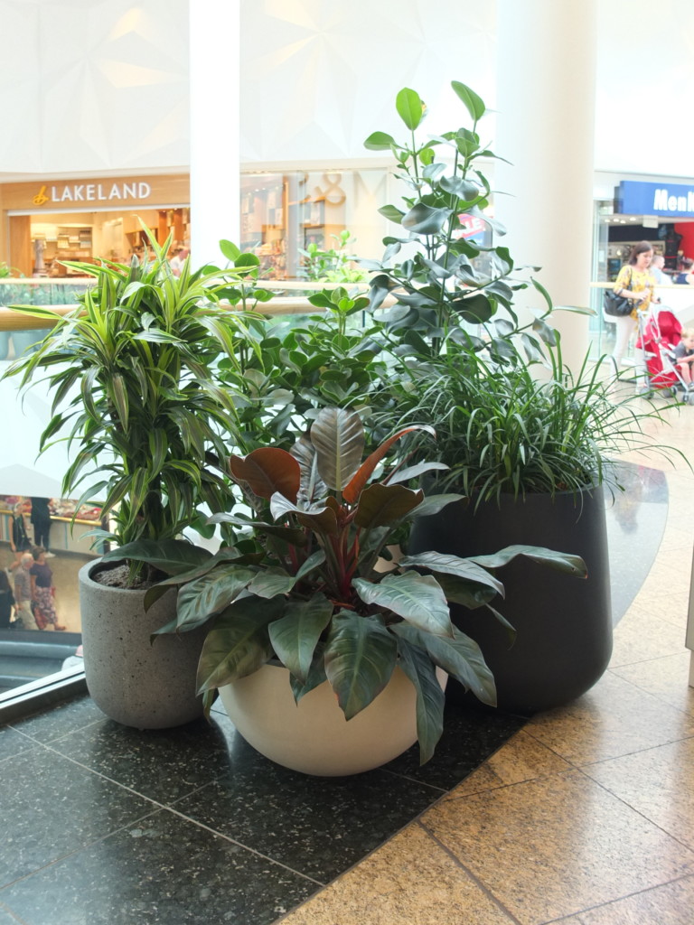 close up of plants in shopping centre